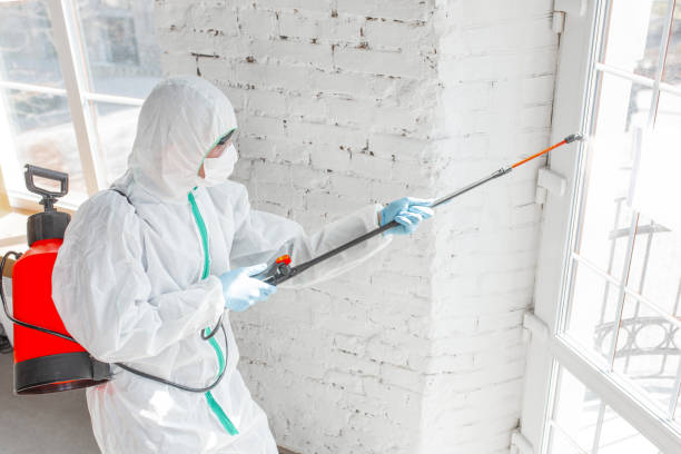 Best Mold Damage Restoration  in East Point, GA