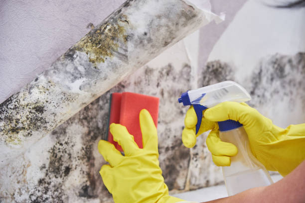 Mold Remediation for Vacation Homes in East Point, GA